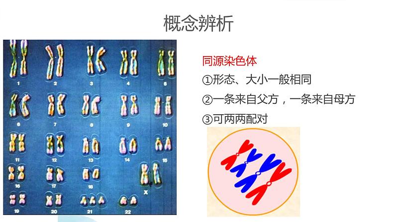 2.1减数分裂和受精作用课件PPT07