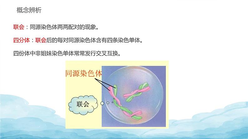 2.1减数分裂和受精作用课件PPT08