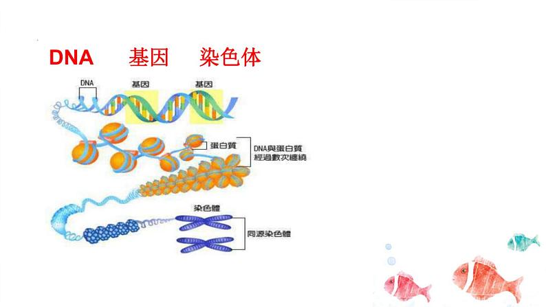 2.2基因在染色体上课件PPT04