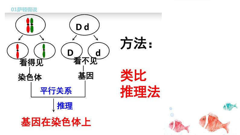 2.2基因在染色体上课件PPT05