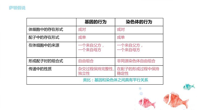 2.2基因在染色体上课件PPT06