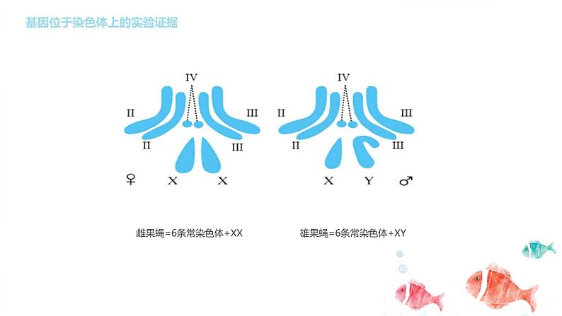 2.2基因在染色体上课件PPT08