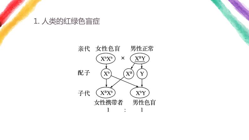 2.3伴性遗传课件PPT第7页