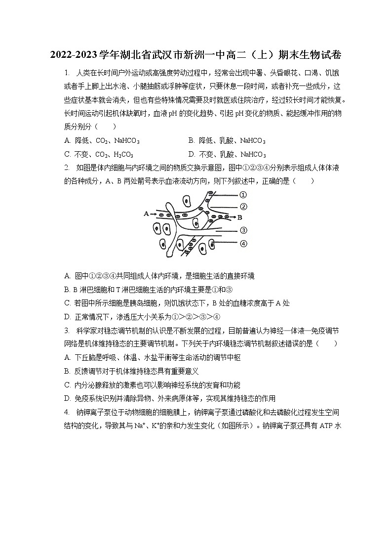 2022-2023学年湖北省武汉市新洲一中高二（上）期末生物试卷(含答案解析)01