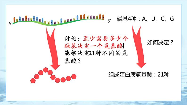 4.1 基因指导蛋白质的合成 课件+练习（人教版2019 必修2）05