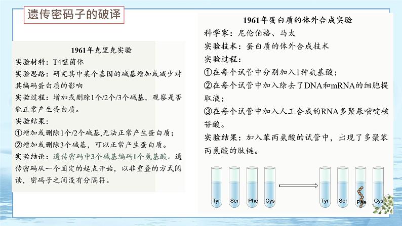 4.1 基因指导蛋白质的合成 课件+练习（人教版2019 必修2）07