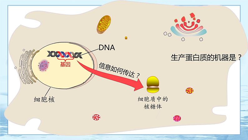 4.1 基因指导蛋白质的合成 课件+练习（人教版2019 必修2）07