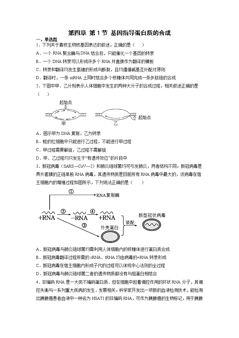4.1 基因指导蛋白质的合成 课件+练习（人教版2019 必修2）01