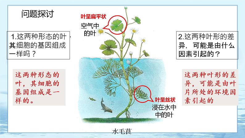 4.2 基因表达与性状的关系 课件+练习（人教版2019 必修2）02