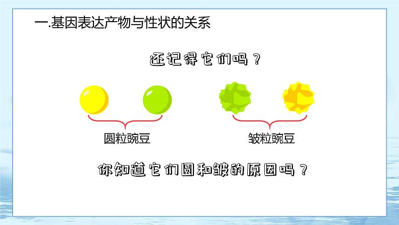 4.2 基因表达与性状的关系 课件+练习（人教版2019 必修2）03