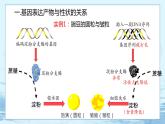 4.2 基因表达与性状的关系 课件+练习（人教版2019 必修2）