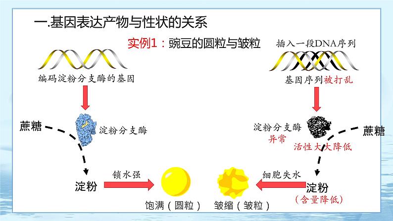 4.2 基因表达与性状的关系 课件+练习（人教版2019 必修2）04