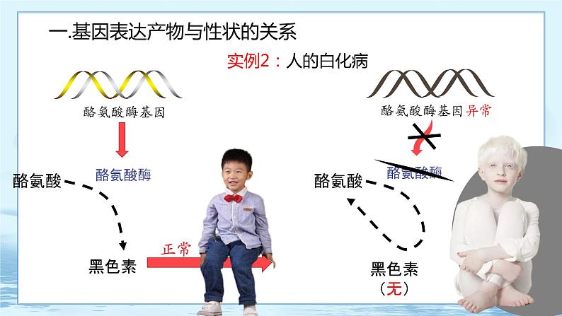 4.2 基因表达与性状的关系 课件+练习（人教版2019 必修2）05