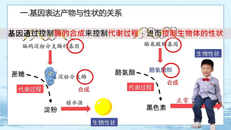 4.2 基因表达与性状的关系 课件+练习（人教版2019 必修2）06