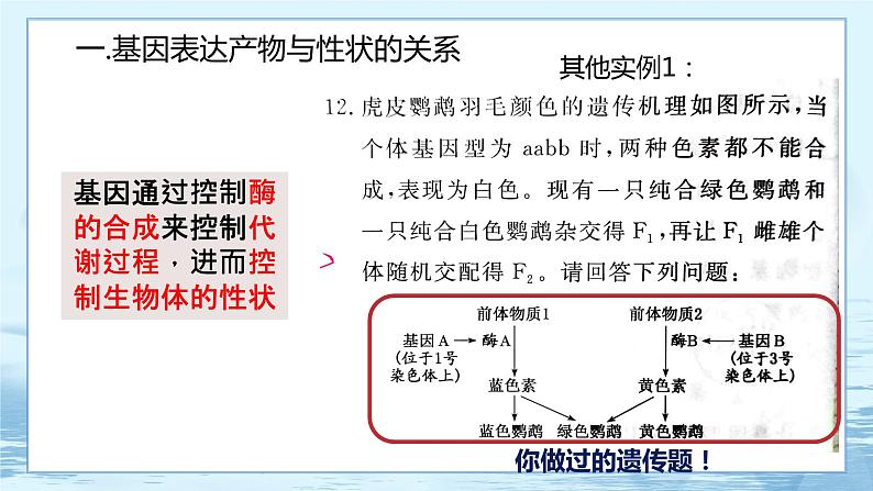 4.2 基因表达与性状的关系 课件+练习（人教版2019 必修2）07