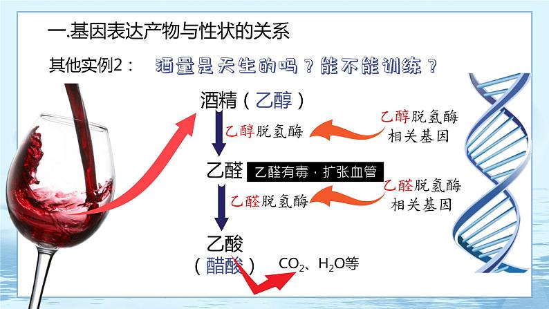 4.2 基因表达与性状的关系 课件+练习（人教版2019 必修2）08