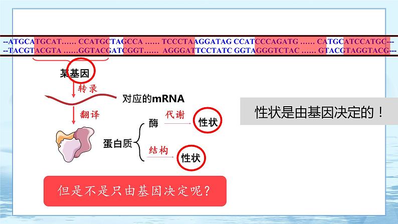 4.2 基因表达与性状的关系 课件+练习（人教版2019 必修2）02