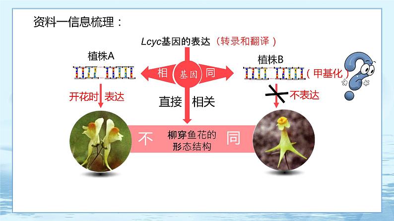 4.2 基因表达与性状的关系 课件+练习（人教版2019 必修2）05