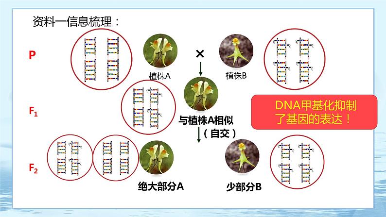 4.2 基因表达与性状的关系 课件+练习（人教版2019 必修2）07