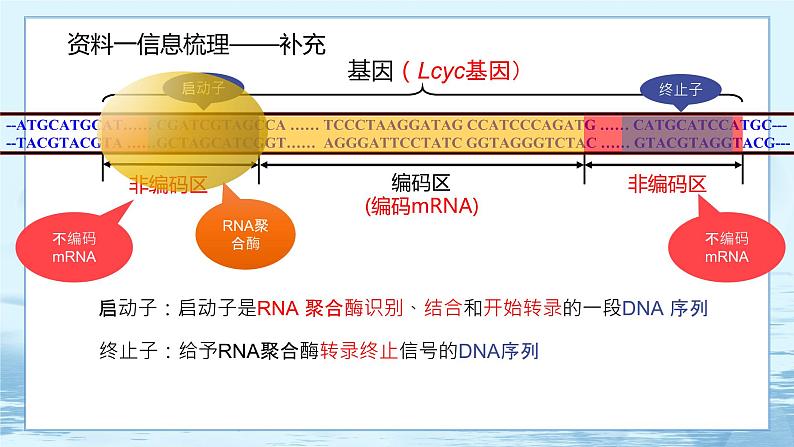 4.2 基因表达与性状的关系 课件+练习（人教版2019 必修2）08