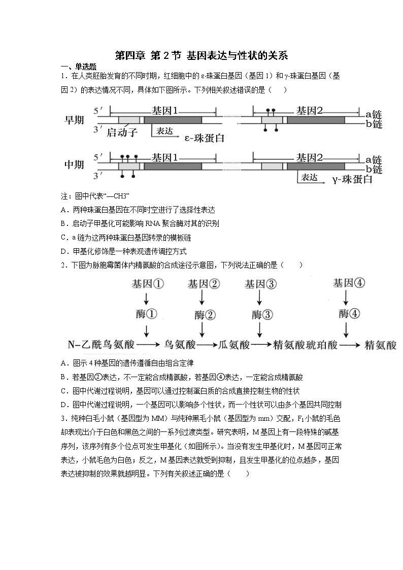 4.2 基因表达与性状的关系 课件+练习（人教版2019 必修2）01