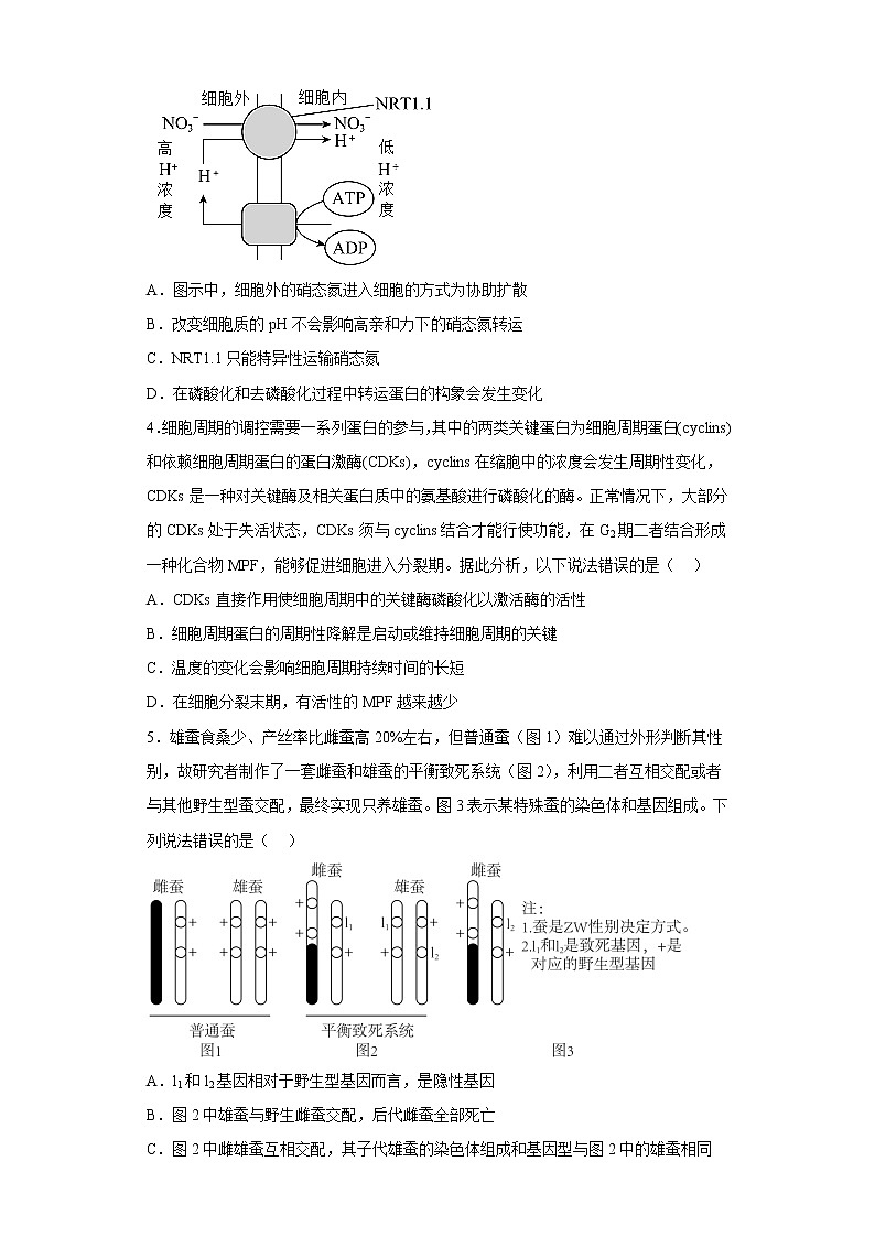 2023年高考第一次模拟考试卷：生物（山东A卷）（考试版）(1)02