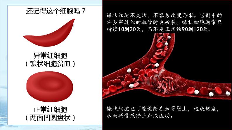 5.1 基因突变和基因重组 课件+练习（人教版2019 必修2）04