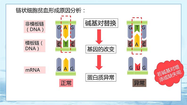 5.1 基因突变和基因重组 课件+练习（人教版2019 必修2）08