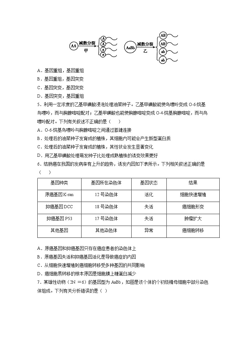 5.1 基因突变和基因重组 课件+练习（人教版2019 必修2）02
