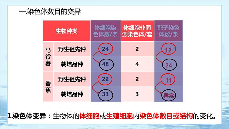 5.2 染色体变异 课件+练习（人教版2019 必修2）03