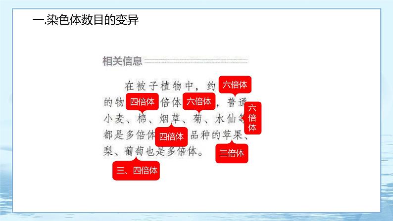 5.2 染色体变异 课件+练习（人教版2019 必修2）04