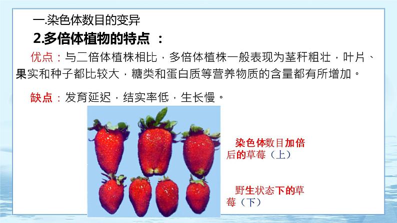 5.2 染色体变异 课件+练习（人教版2019 必修2）05