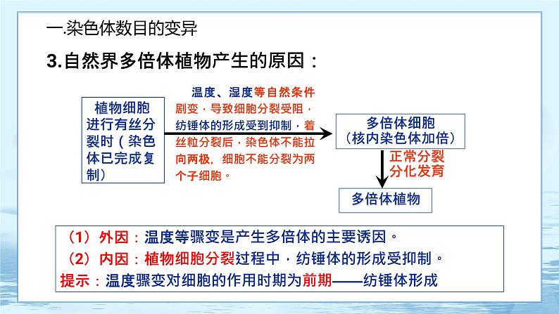 5.2 染色体变异 课件+练习（人教版2019 必修2）06