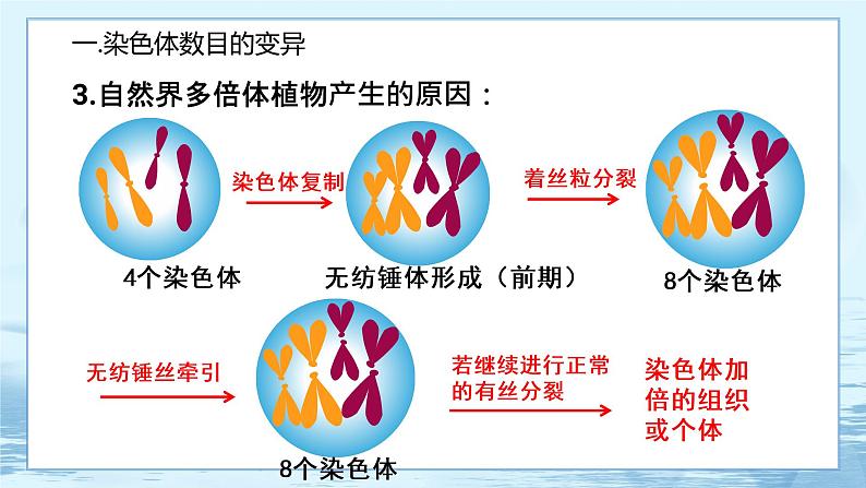 5.2 染色体变异 课件+练习（人教版2019 必修2）07