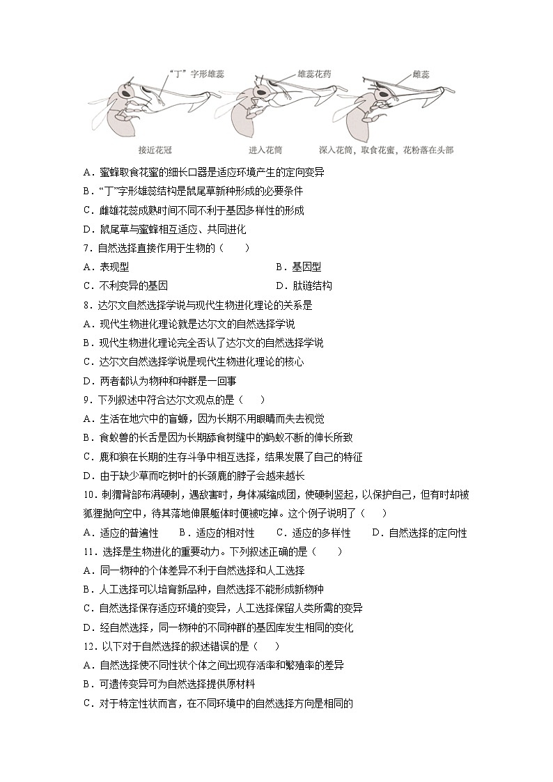 6.2 自然选择与适应的形成-高中生物 课件+练习（人教版2019 必修2）02