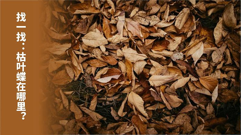 6.2 自然选择与适应的形成-高中生物 课件+练习（人教版2019 必修2）02