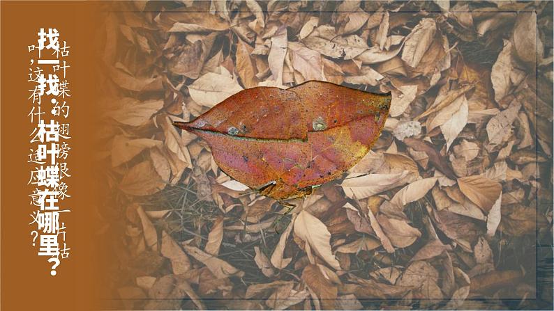 6.2 自然选择与适应的形成-高中生物 课件+练习（人教版2019 必修2）03