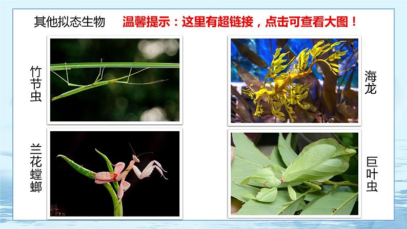 6.2 自然选择与适应的形成-高中生物 课件+练习（人教版2019 必修2）05