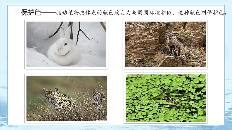 6.2 自然选择与适应的形成-高中生物 课件+练习（人教版2019 必修2）07