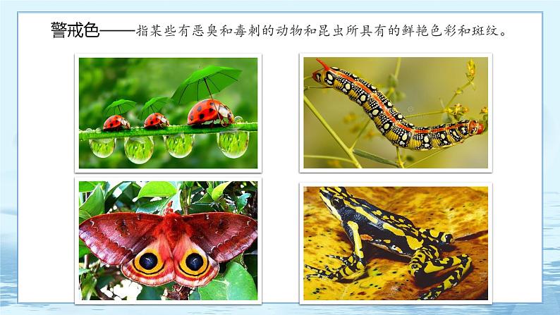 6.2 自然选择与适应的形成-高中生物 课件+练习（人教版2019 必修2）08