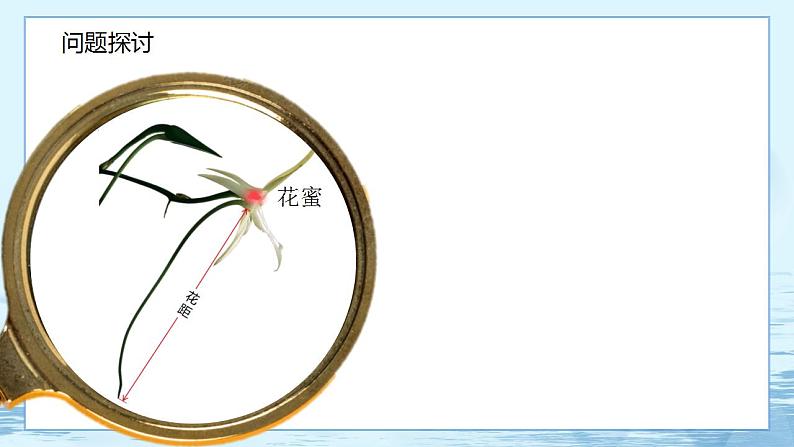 6.4 协同进化与生物多样性的形成第3页