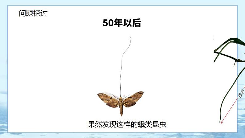 6.4 协同进化与生物多样性的形成第5页