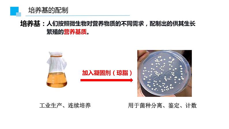 1.2.1微生物的培养技术及应用课件2021-2022学年高二下学期生物人教版选择性必修308