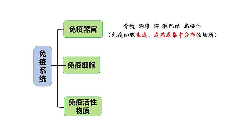 4.1免疫系统的组成和功能课件PPT06