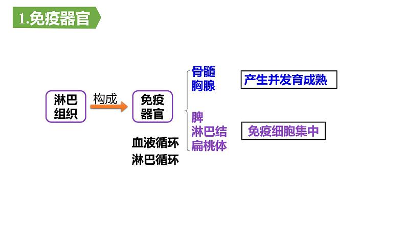 4.1免疫系统的组成和功能课件PPT07