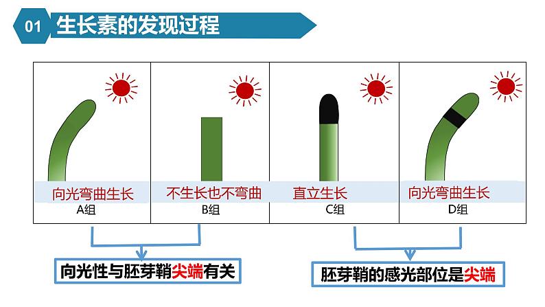 5.1植物生长素课件PPT08