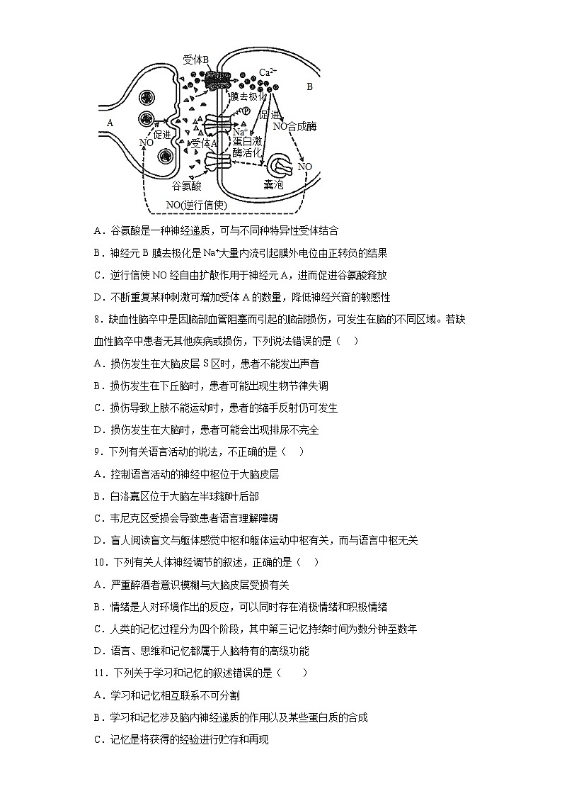 2.5人脑的高级功能同步练习 -2021-2022学年高二上学期生物人教版（2019）选择性必修1第2页