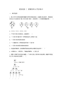 高中生物人教版 (2019)必修2《遗传与进化》第2章 基因和染色体的关系第1节 减数分裂和受精作用二 受精作用练习题