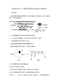 高中人教版 (2019)第1节 基因指导蛋白质的合成一课一练