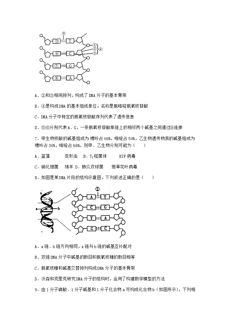 人教版高中生物必修2第2节DNA的结构优质作业含答案第3页
